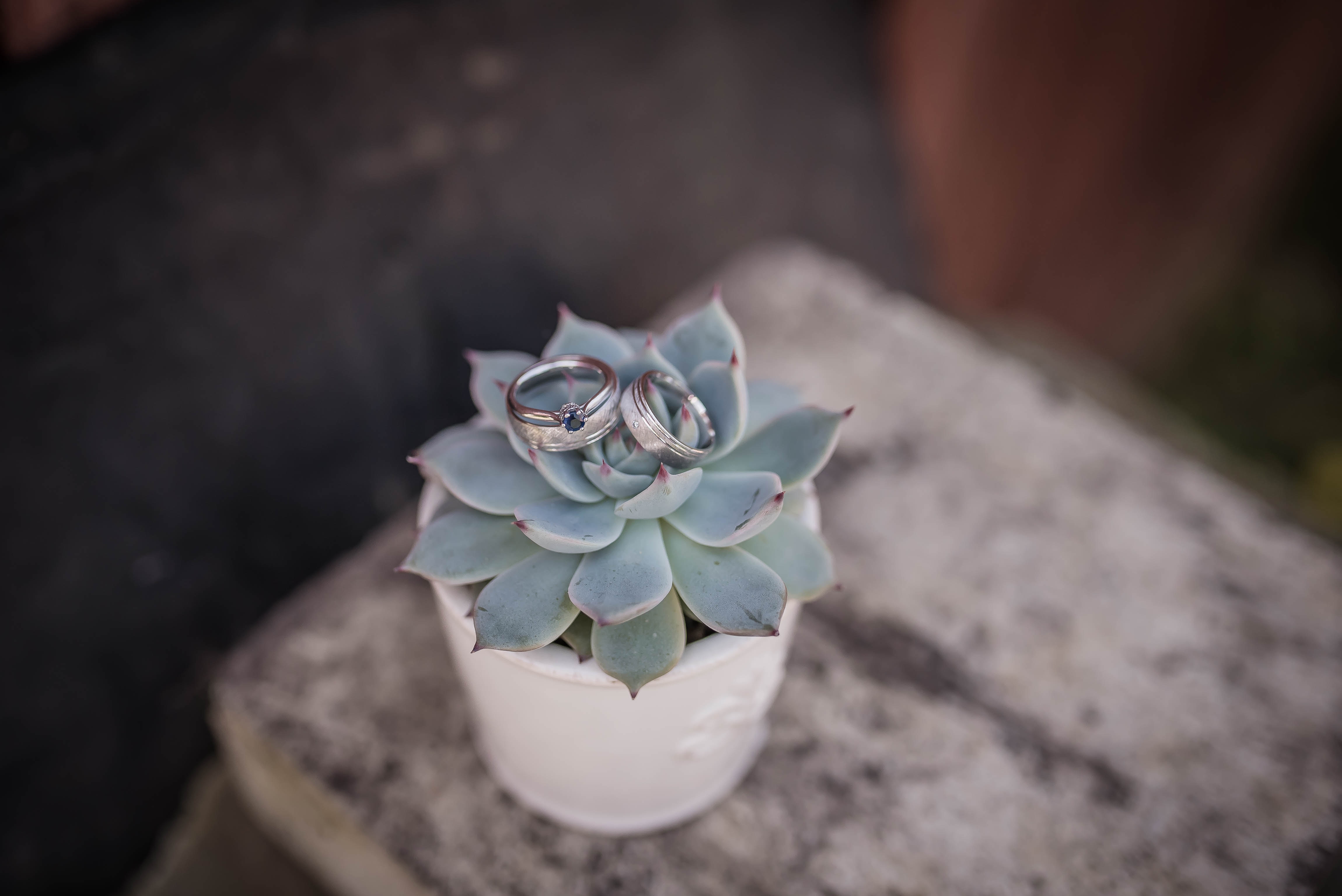 Succulents in Teacups Offered